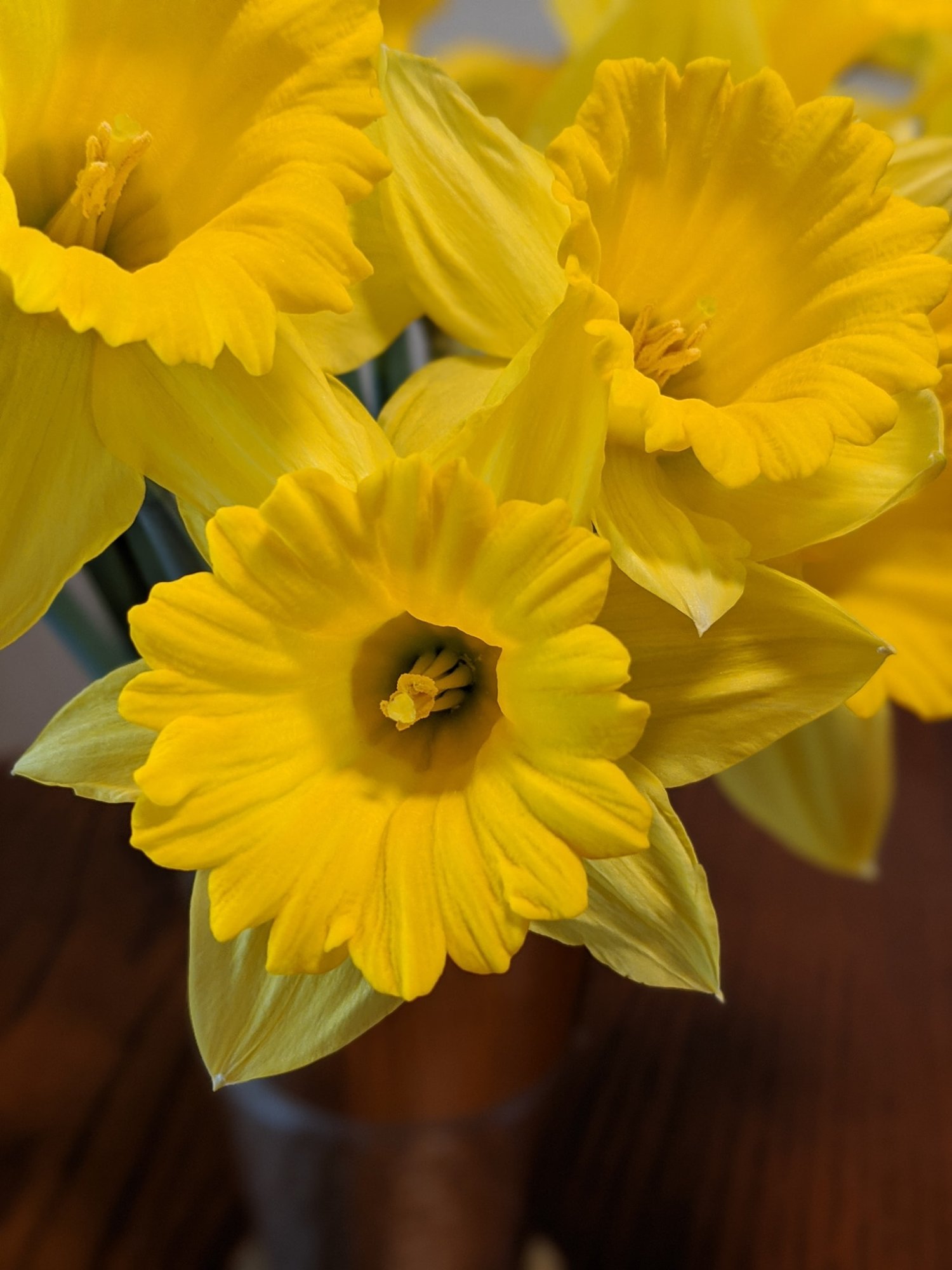 daffodils7.jpg