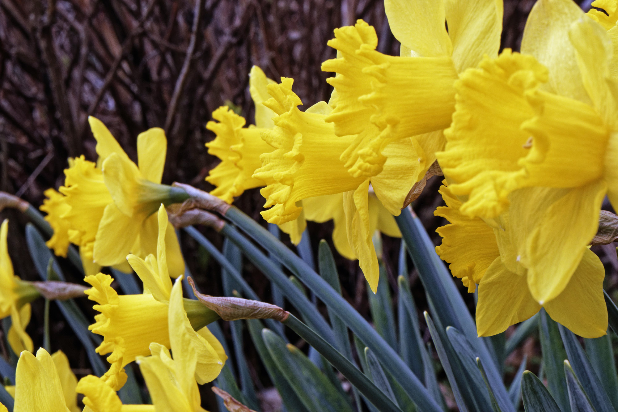 daffs77d2k.jpg