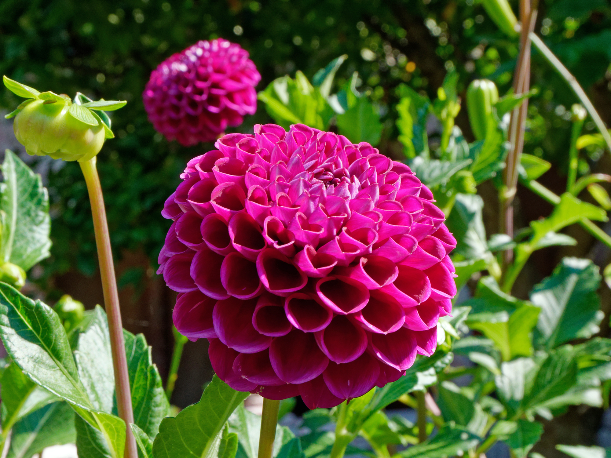 dahlia12k.jpg