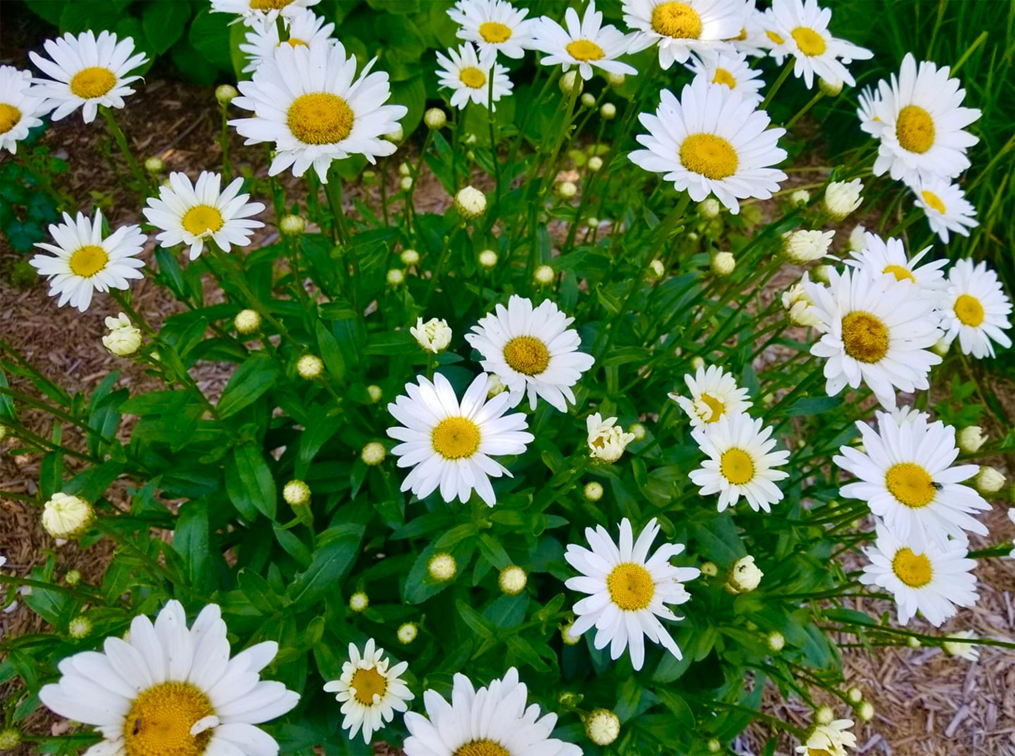 daisies.jpg