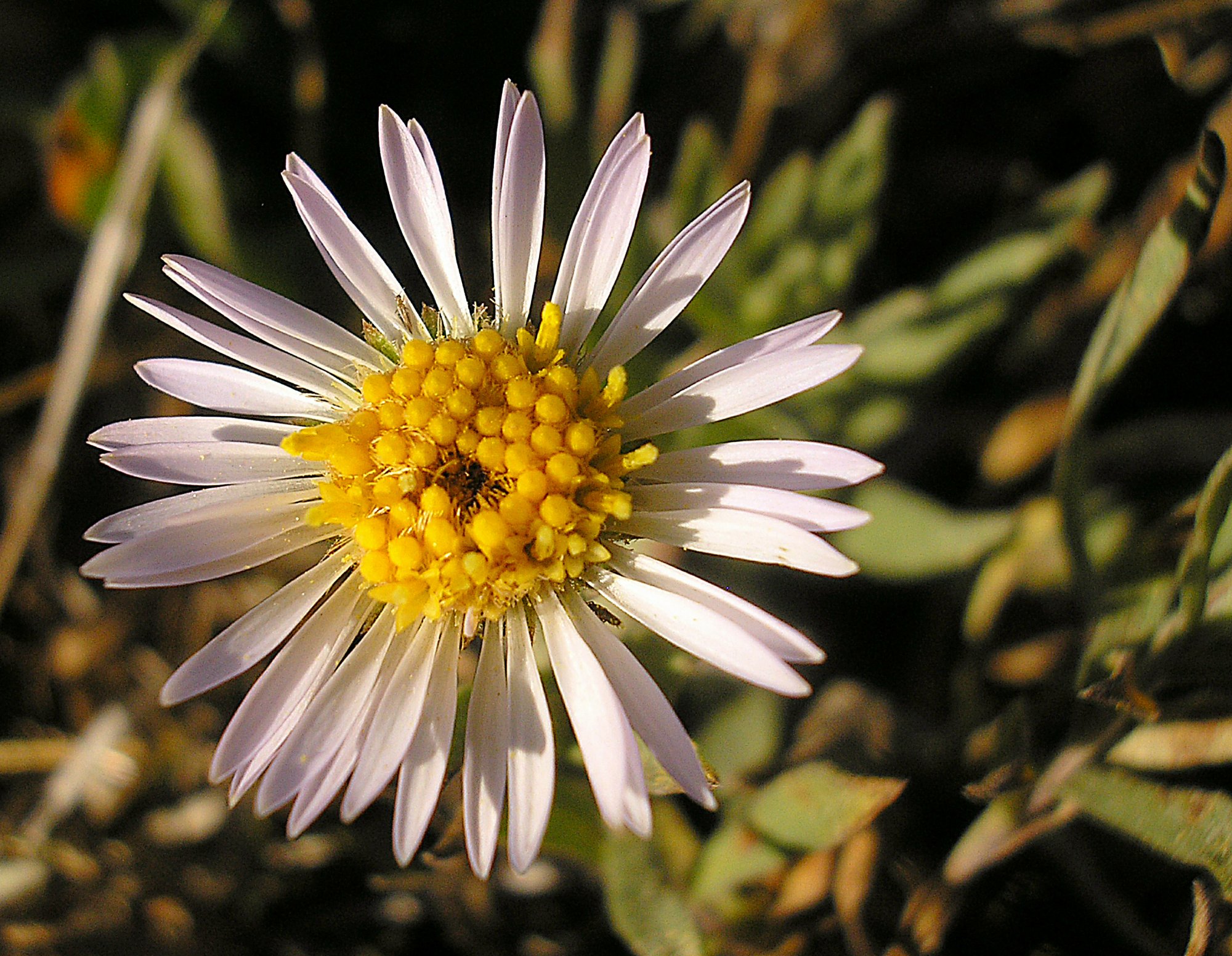 daisy type flowers crop.jpg