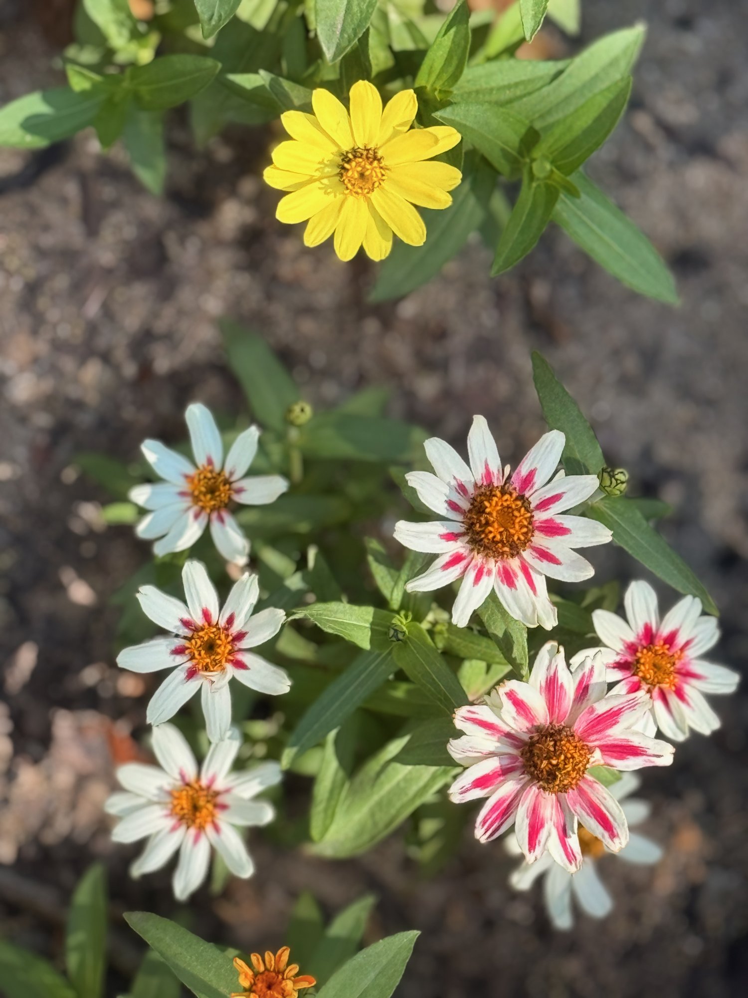 daisys - 1.jpeg