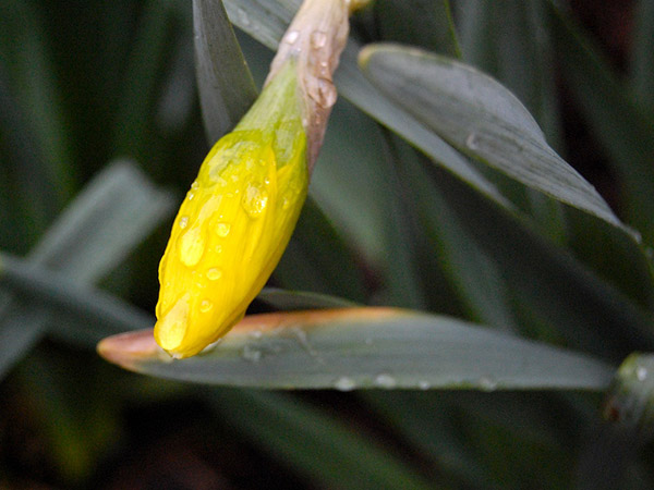 Damp Daffodil.jpg