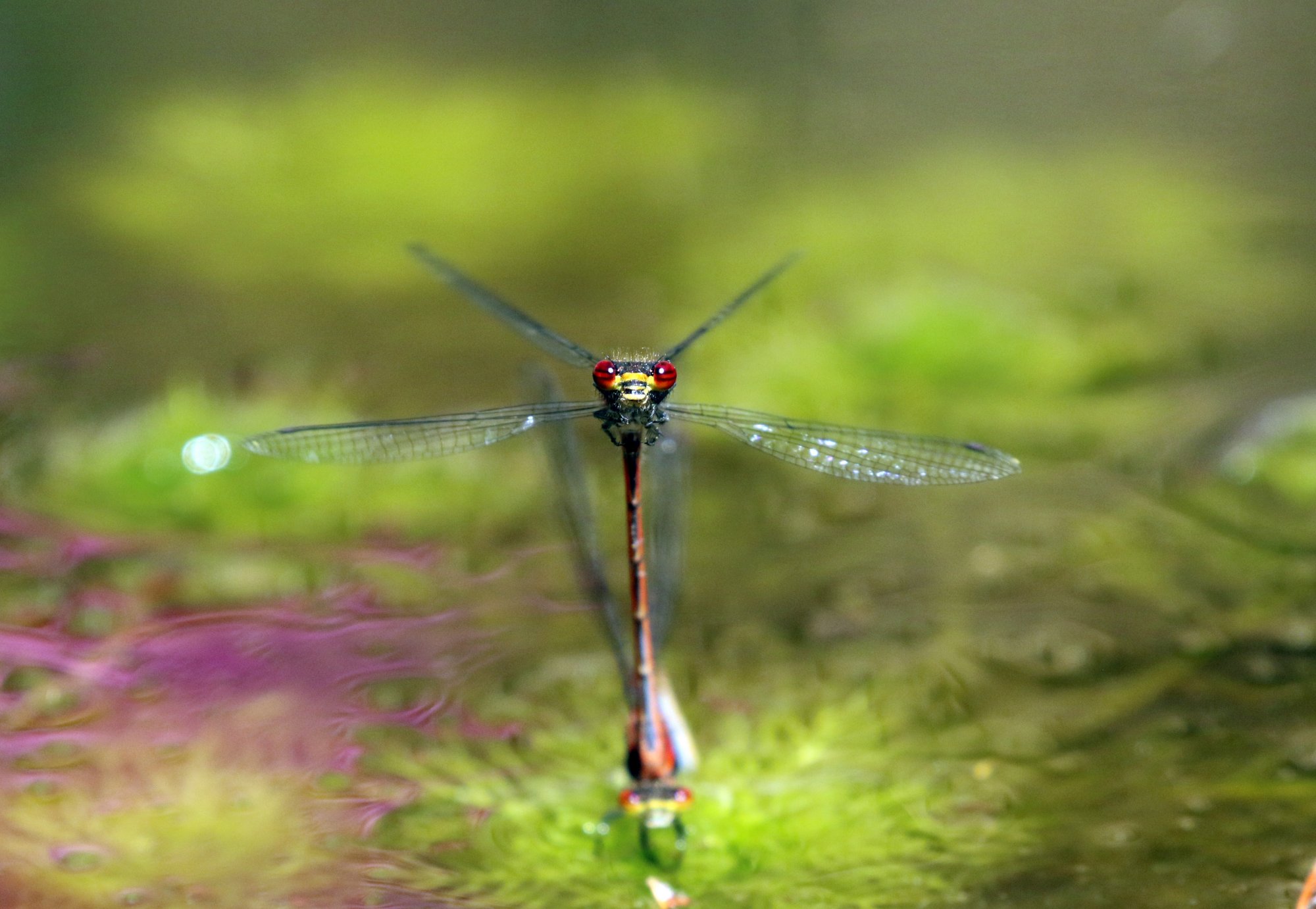 Damsel fly.jpg