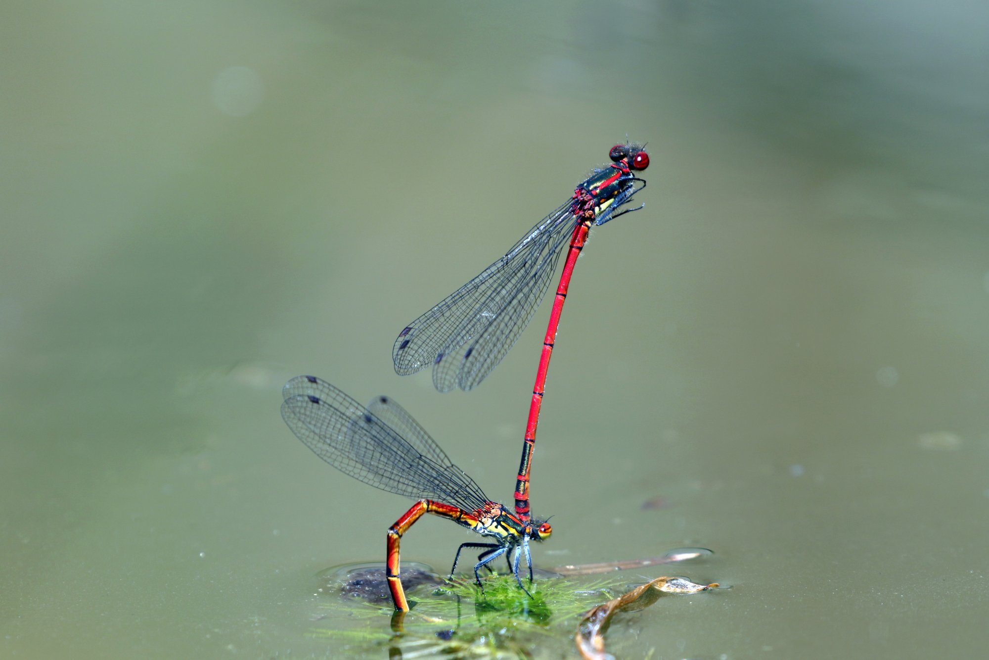 Damselflies.jpg