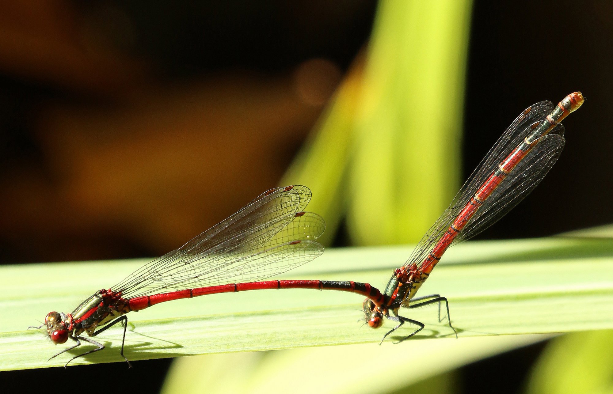 damselfly.jpg