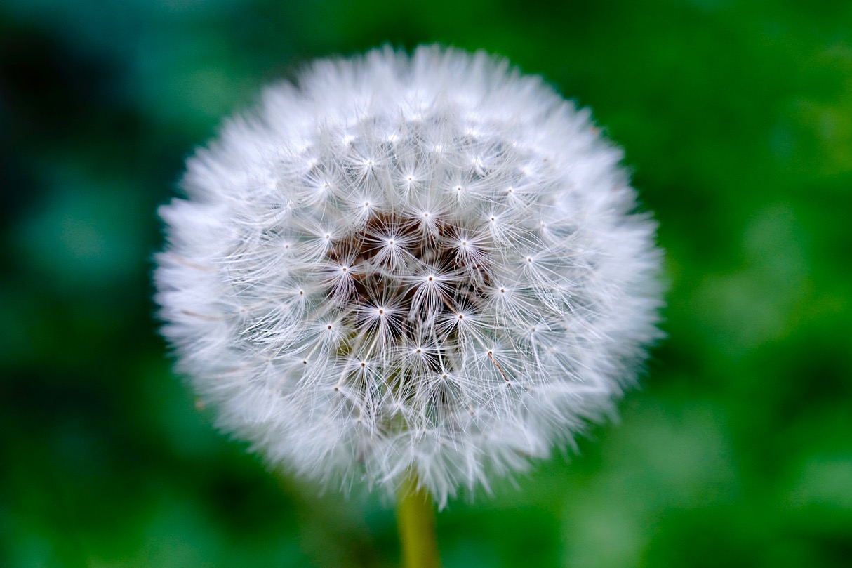 Dandelion.jpg