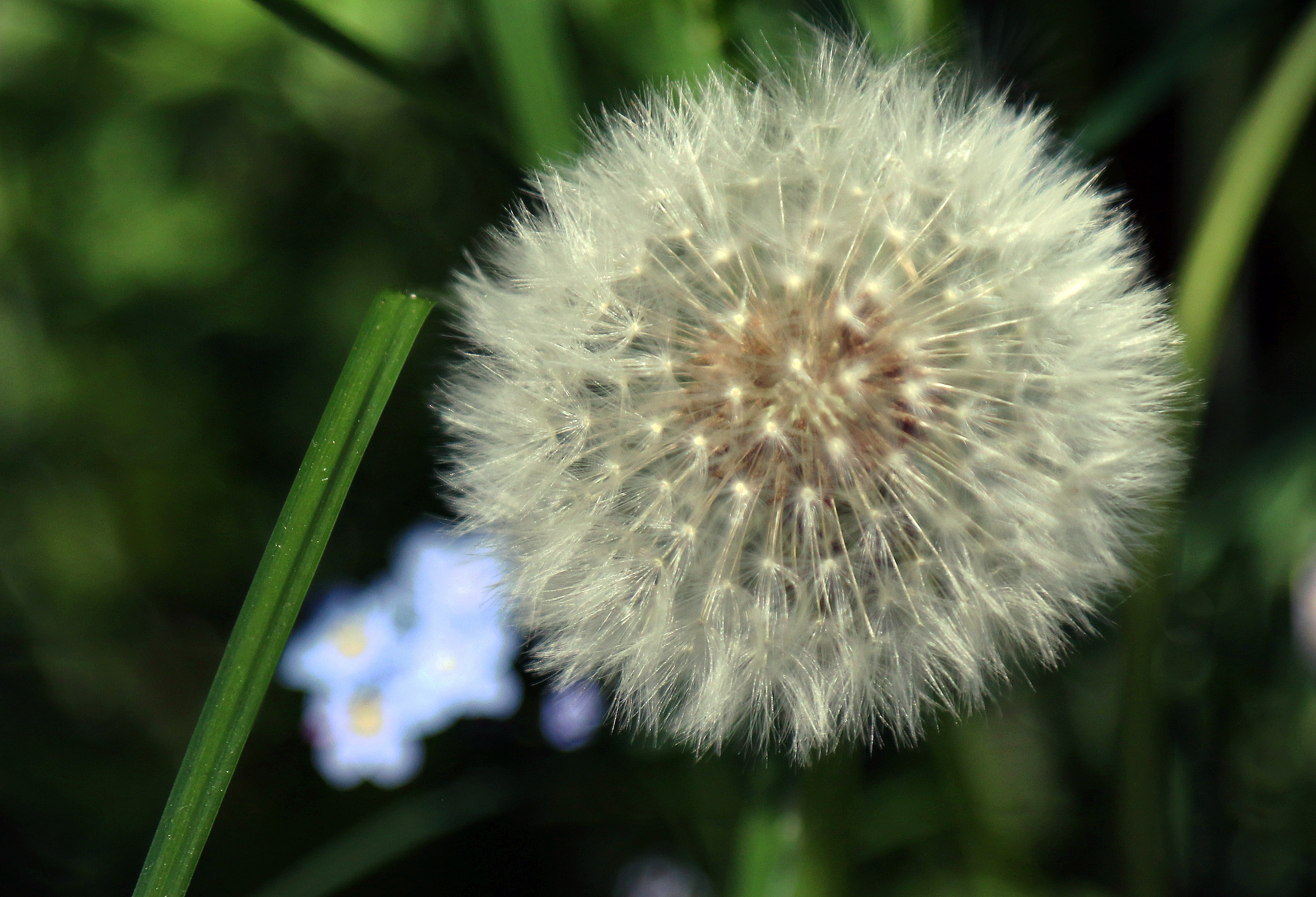 dandelion.jpg