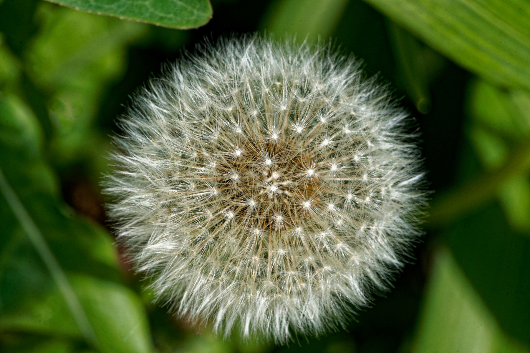 Dandelion Puffery.jpeg