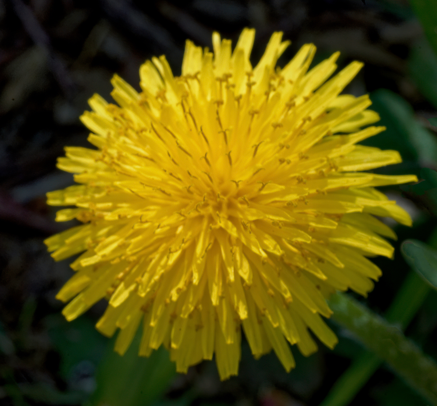 Dandy Little Dandelioh.jpeg