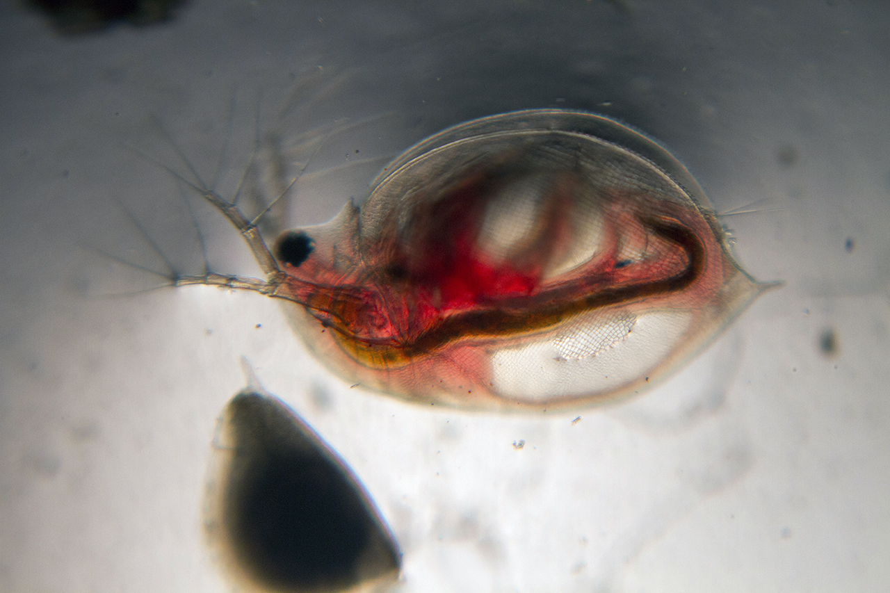 daphnia1a1280.jpg