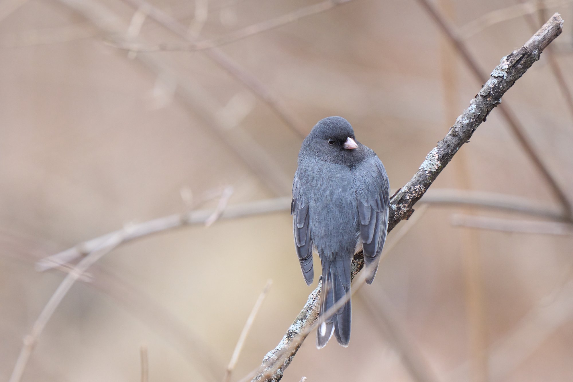 dark-eyed-junco-0001-24-06-02.jpg