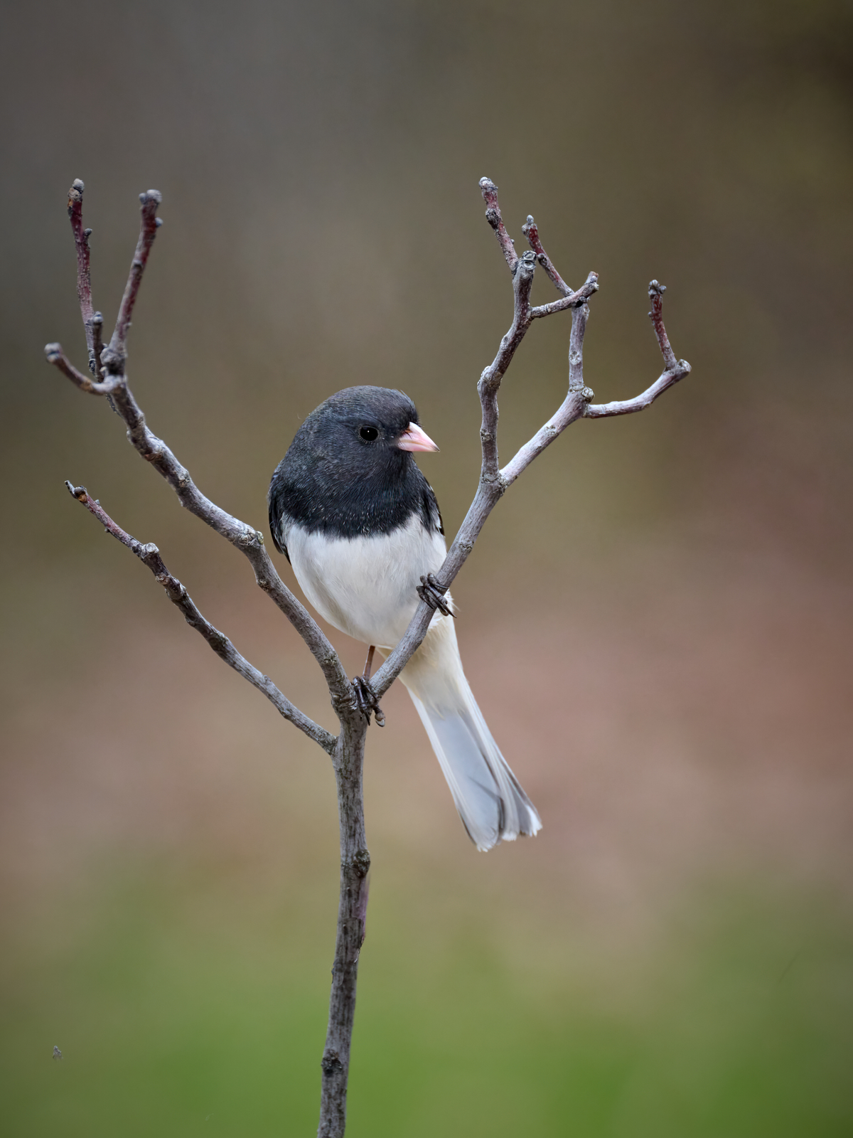 Dark-eyed Junco 1.jpg