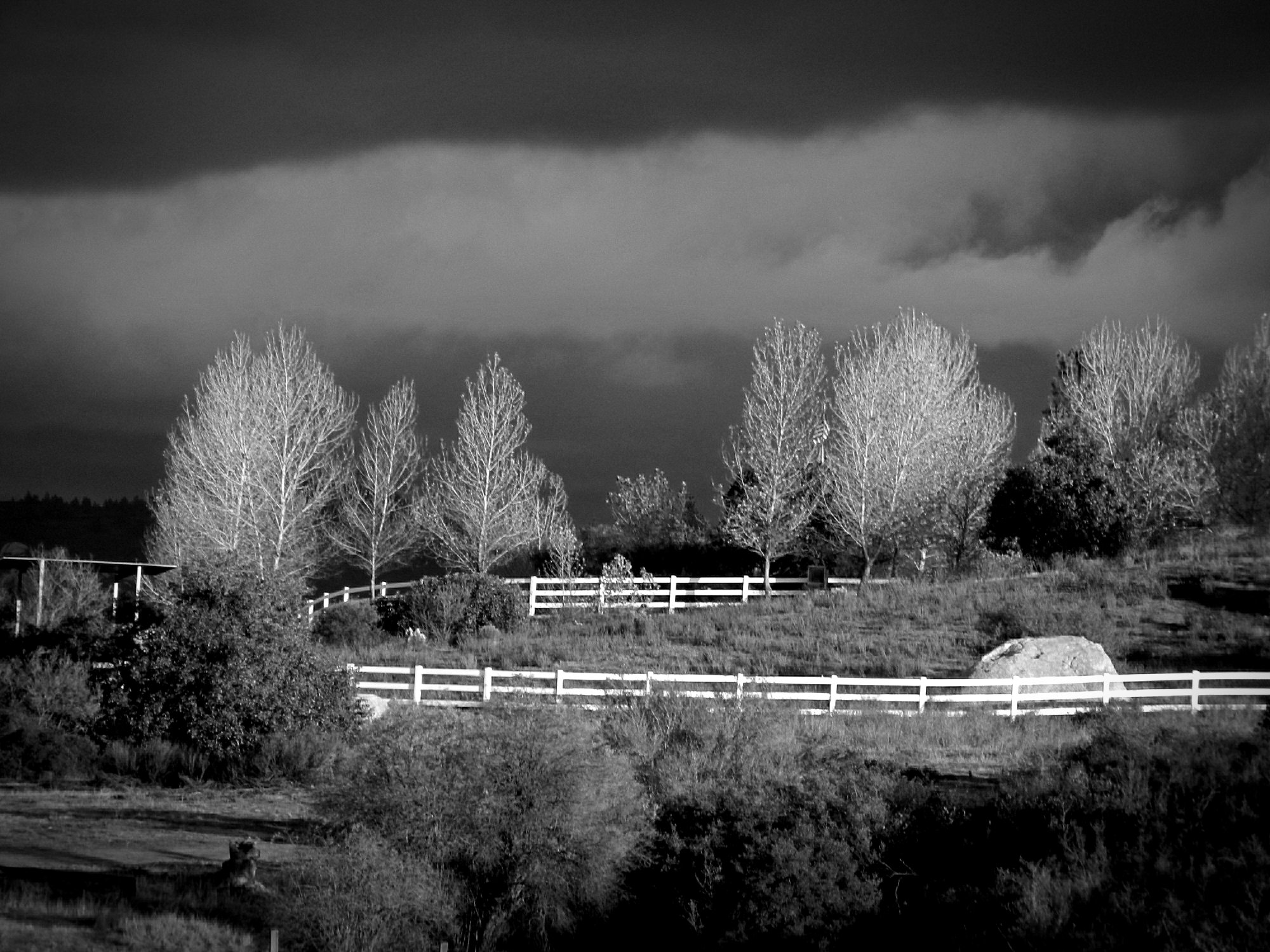 dark sky & poplarsx bwv.jpg