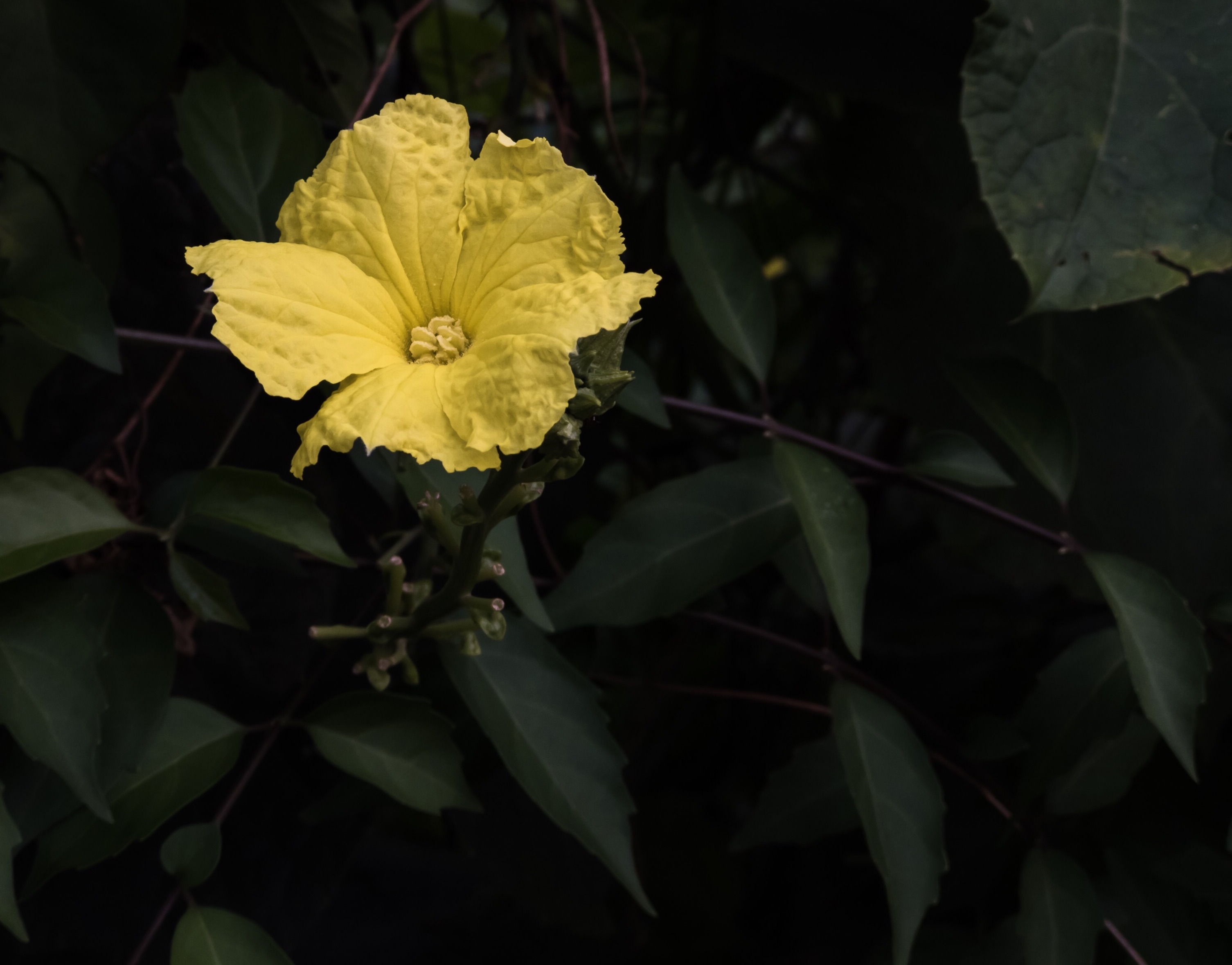 DBDB2B16-A042-42AE-80B3-0F2C7C3674C3.jpeg