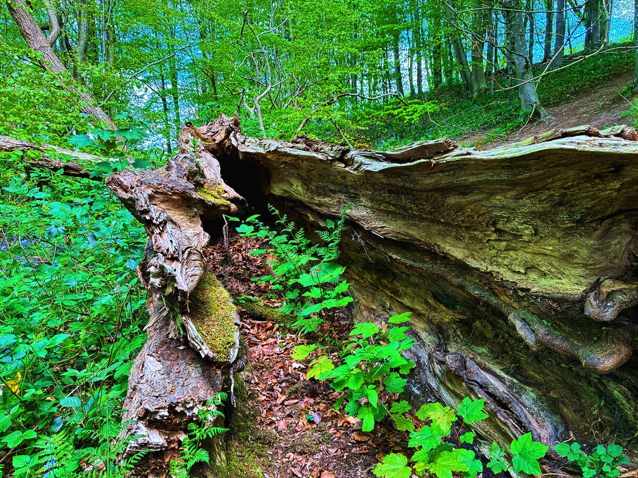 DC6AC67D-0685-494D-A847-D86B6E699F4C.jpeg