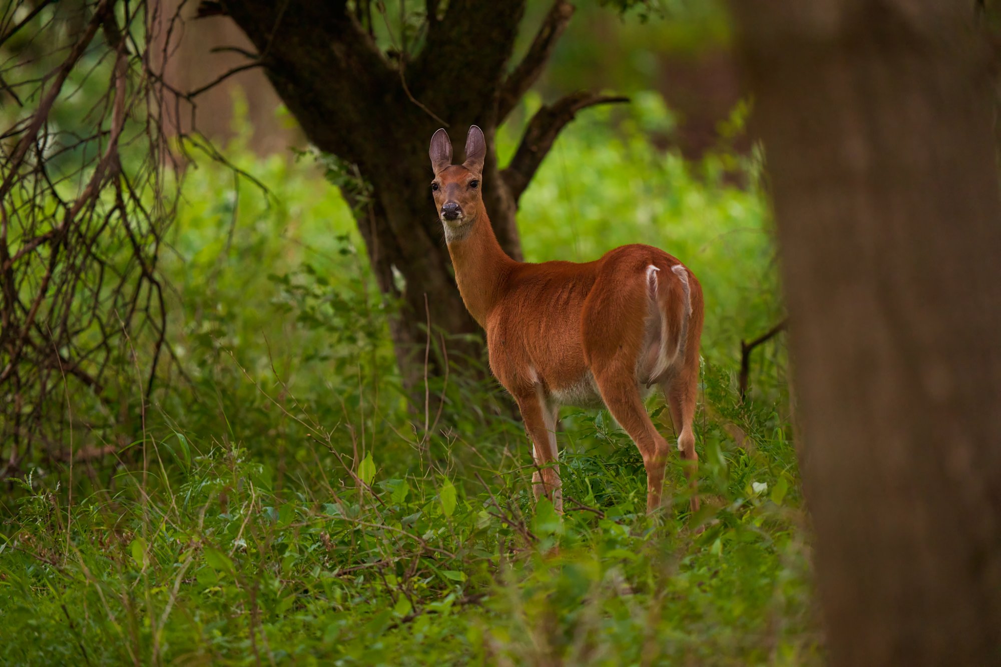 deer-0008-24-06-30.jpg