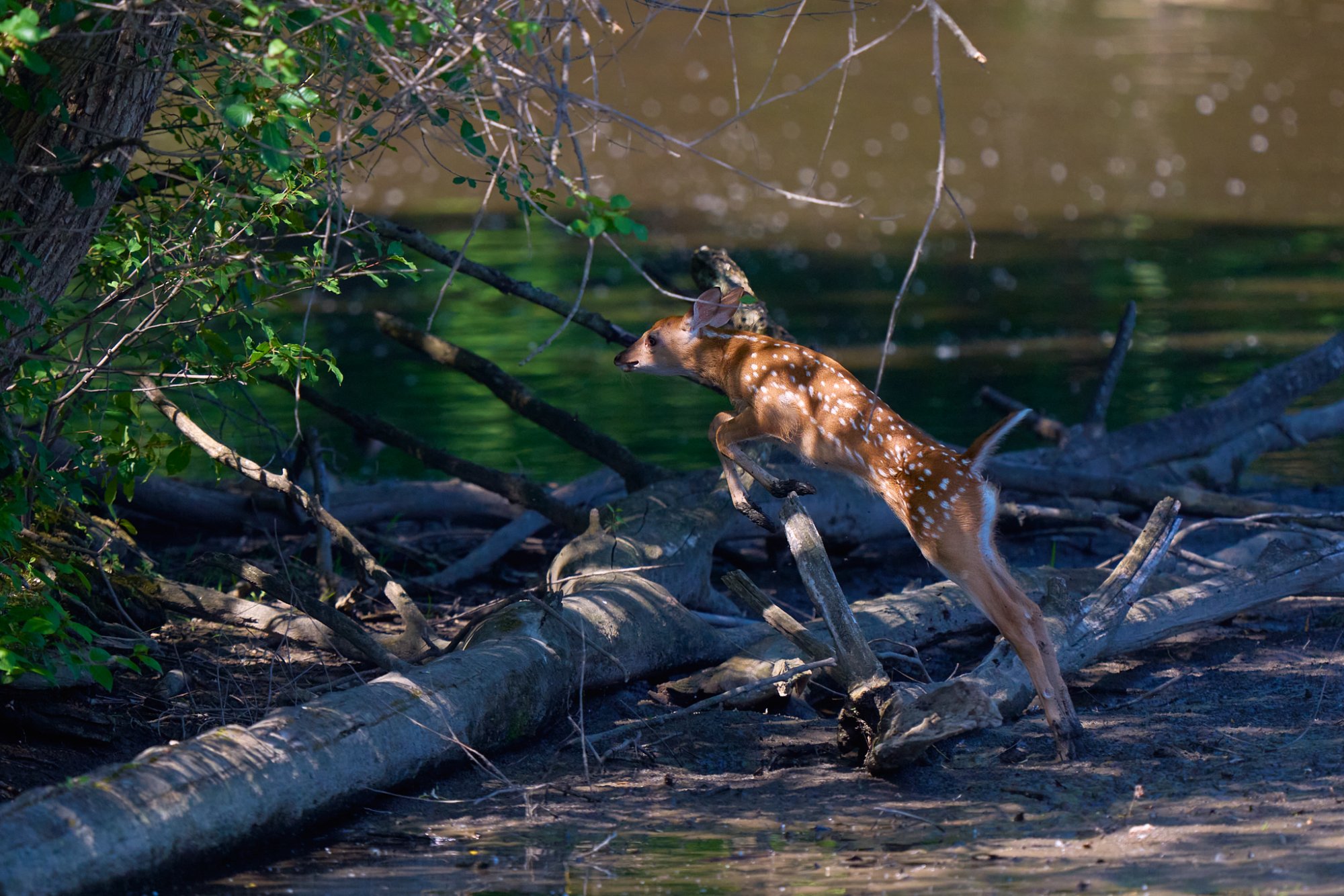 deer-0103-24-06-12.jpg