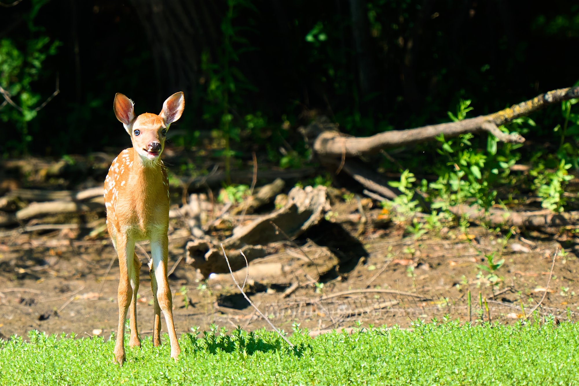 deer-0106-24-06-12.jpg