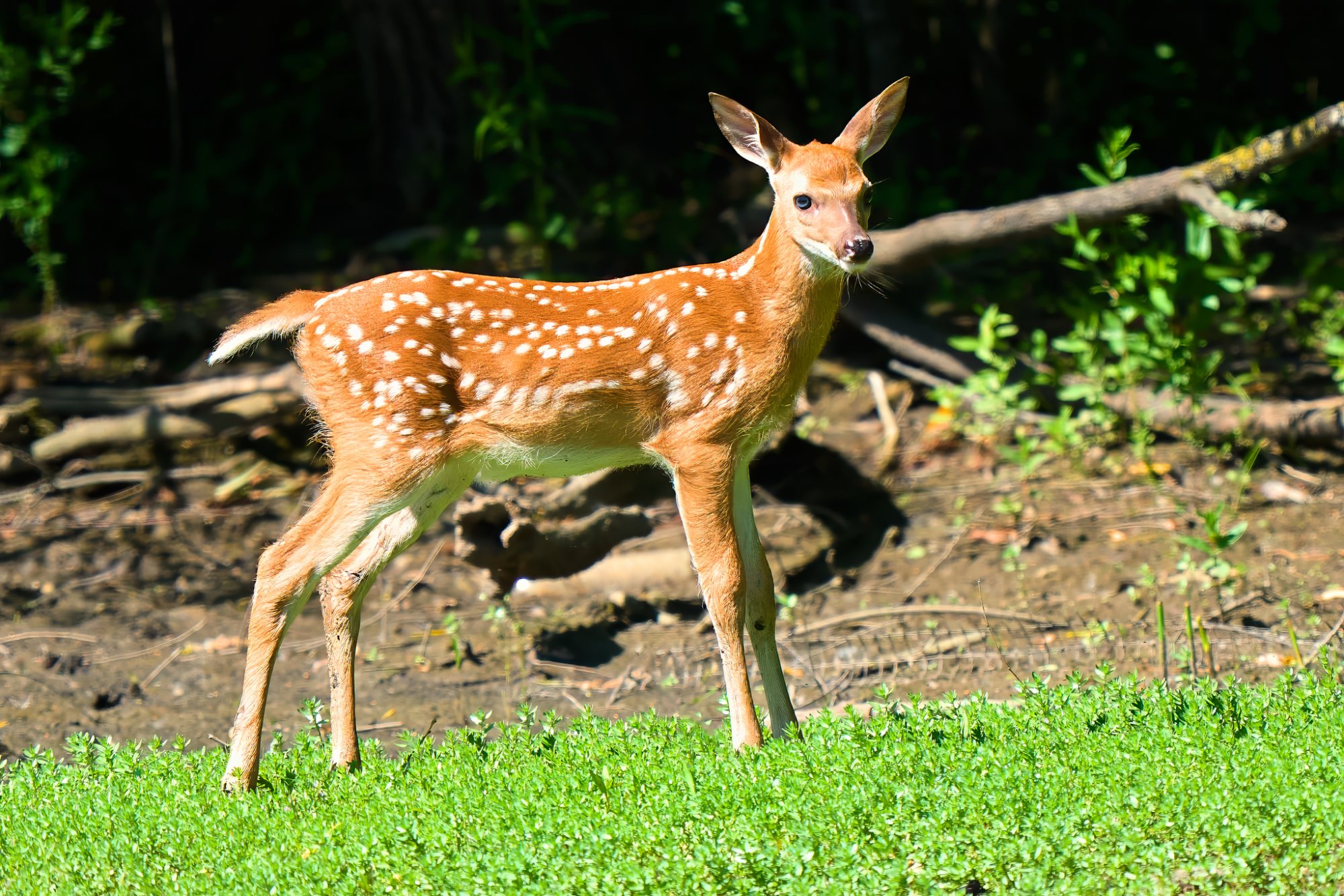 deer-0111-24-06-12.jpg