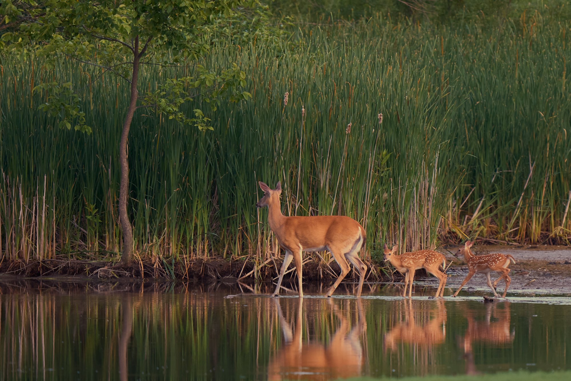 deer-0131-24-06-16.jpg