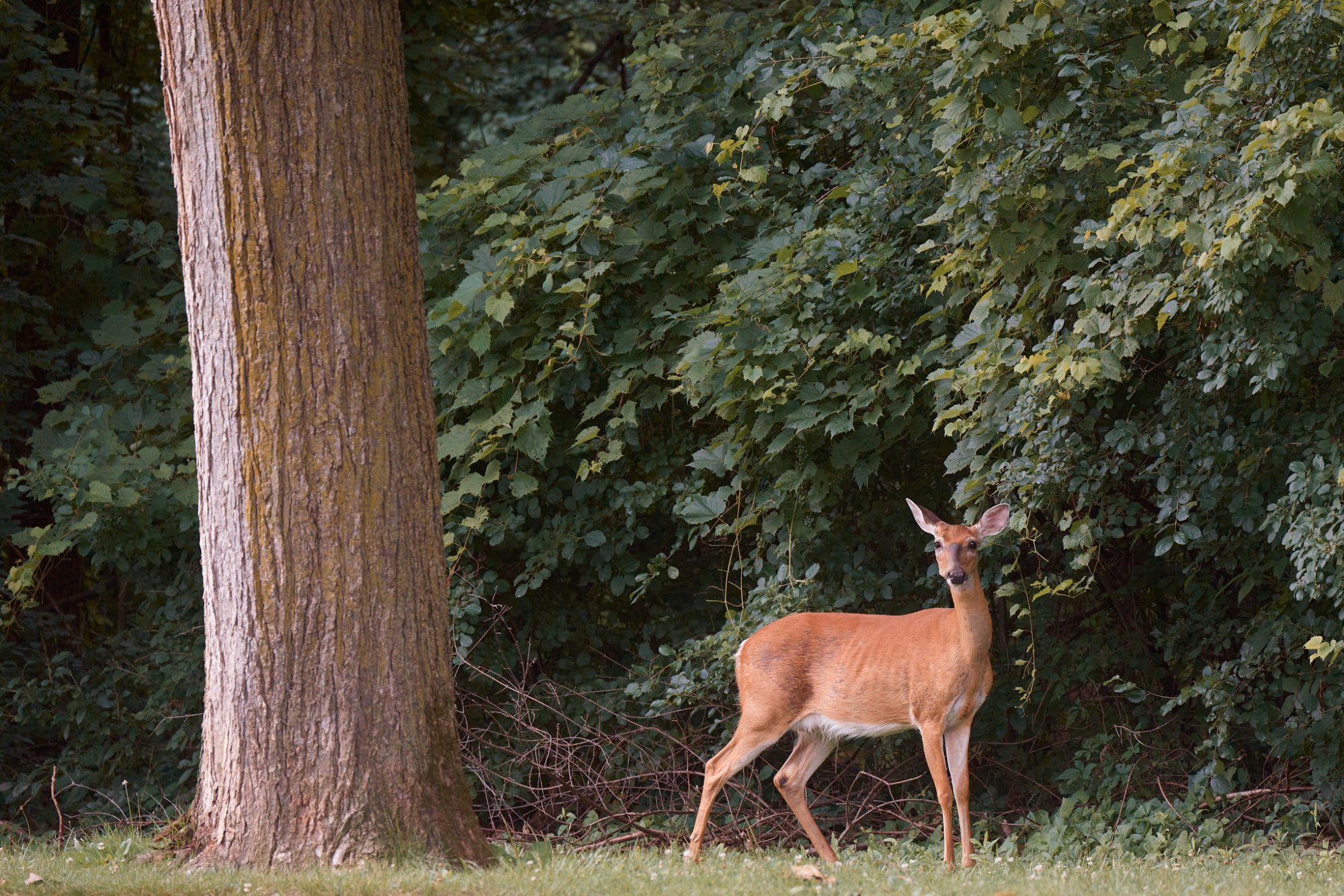 deer-0214-24-07-06.jpg