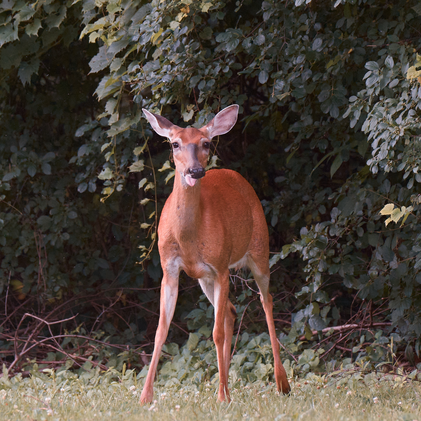 deer-0218-24-07-06.jpg