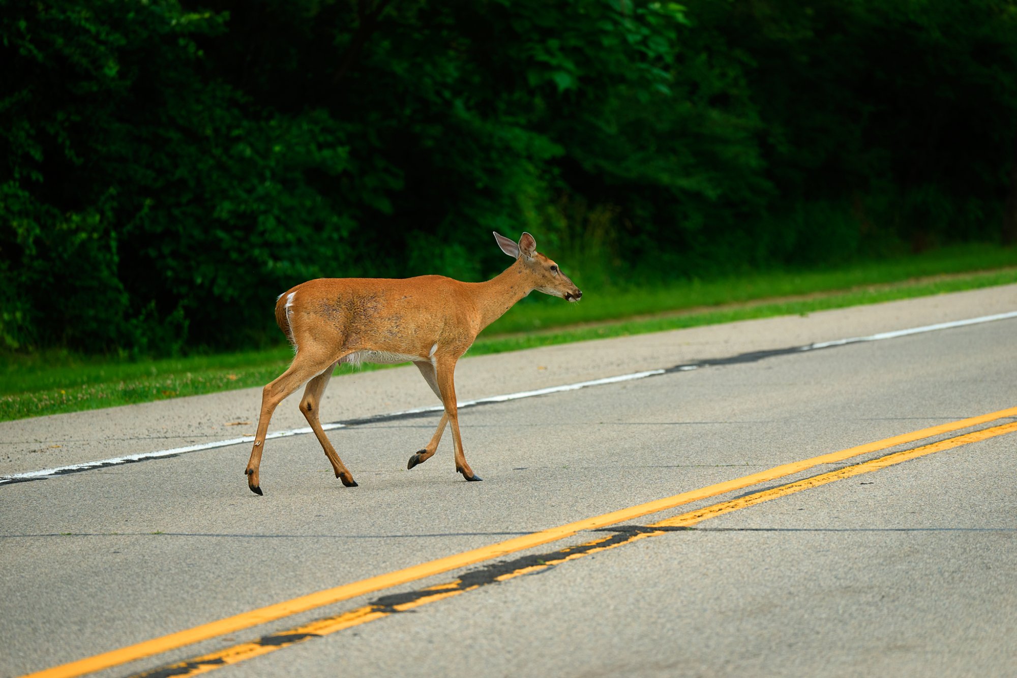 deer-0222-24-07-06.jpg