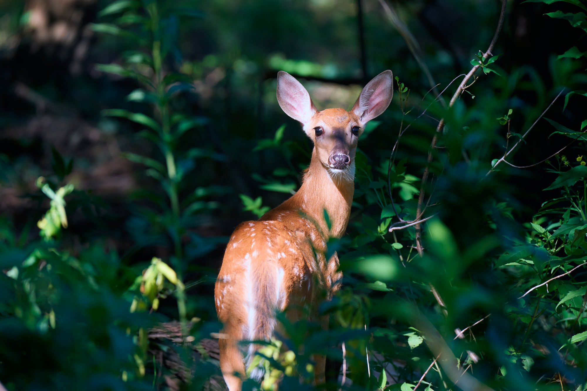 deer-0277-24-08-11.jpg