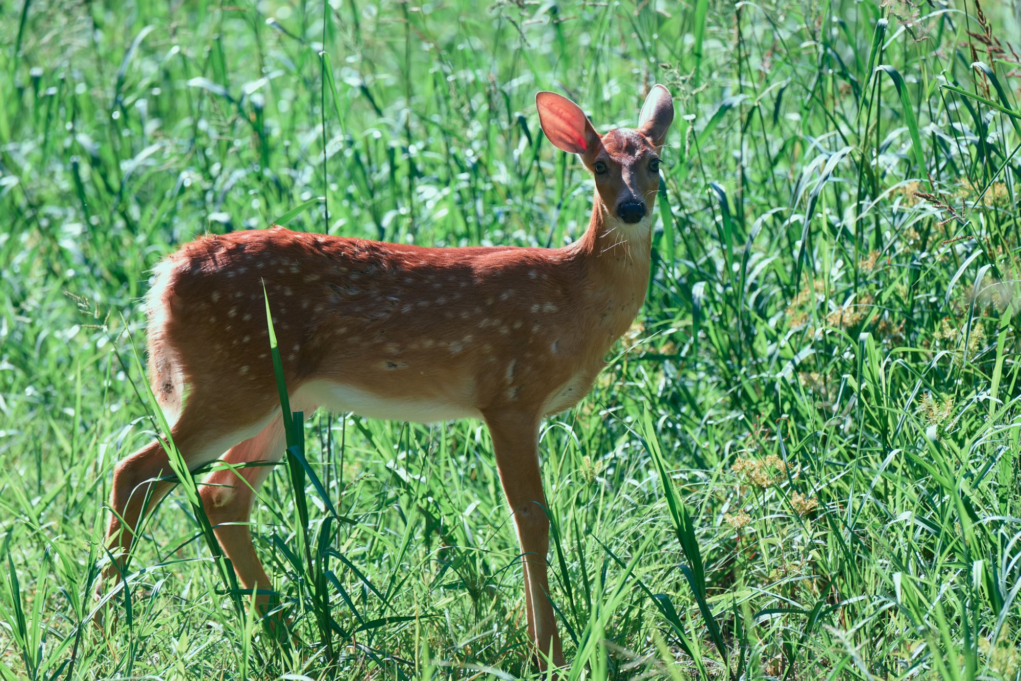 deer-0290-24-08-11.jpg