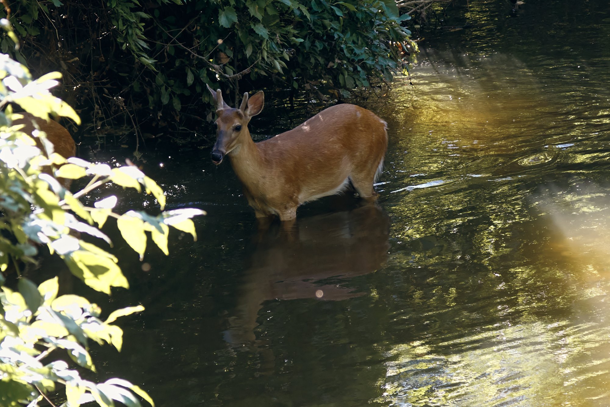 deer-0293-24-08-13.jpg