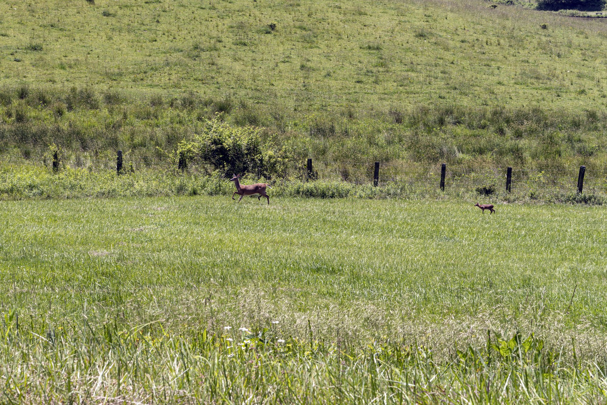 Deer - 2500px.jpg