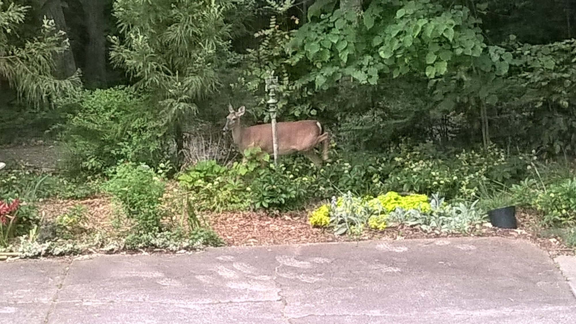 Deer at Charlotte B&B.jpg