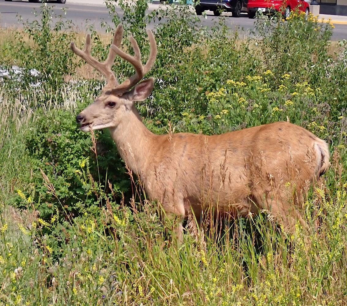 Deer_404.jpg