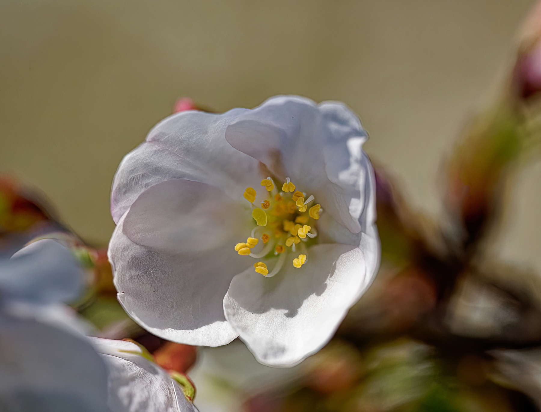 Delicate Cherry Blossom.jpeg