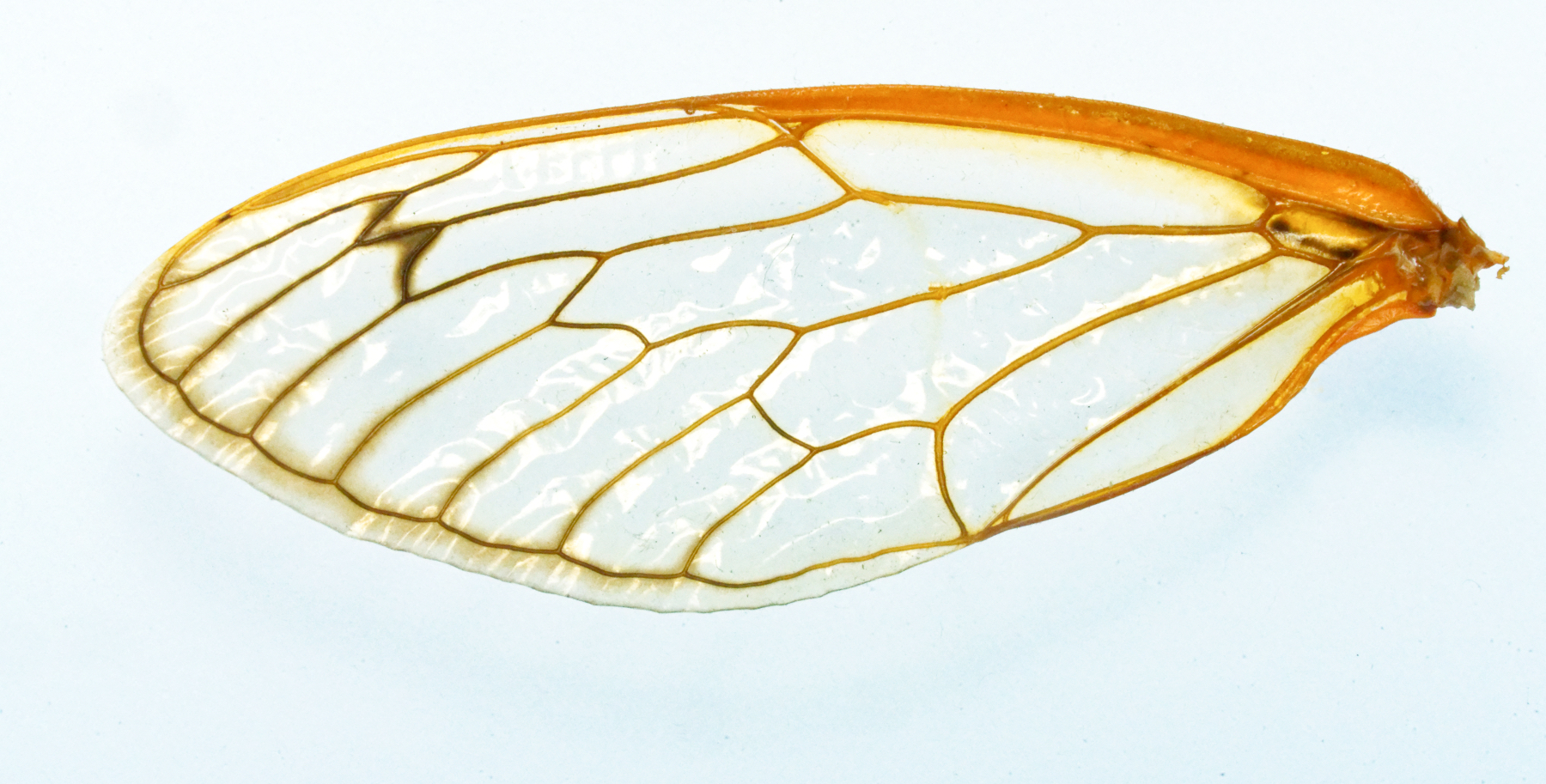 Delicate Cicada Wing.jpeg