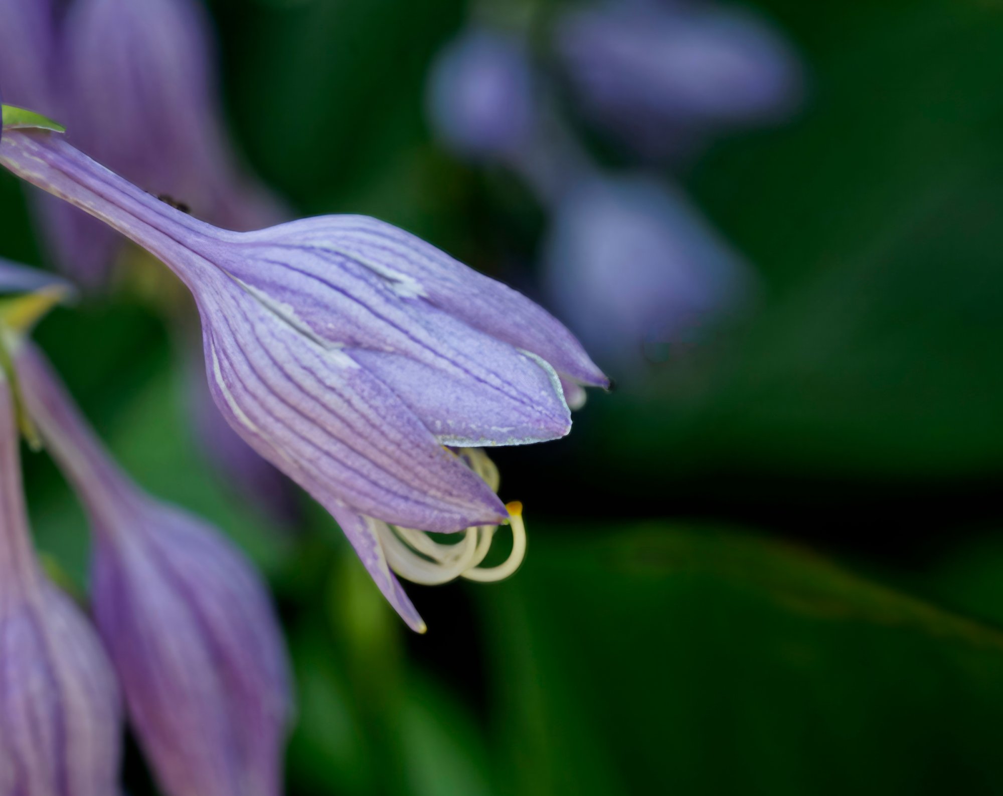 Delicate Purple Bells.jpeg