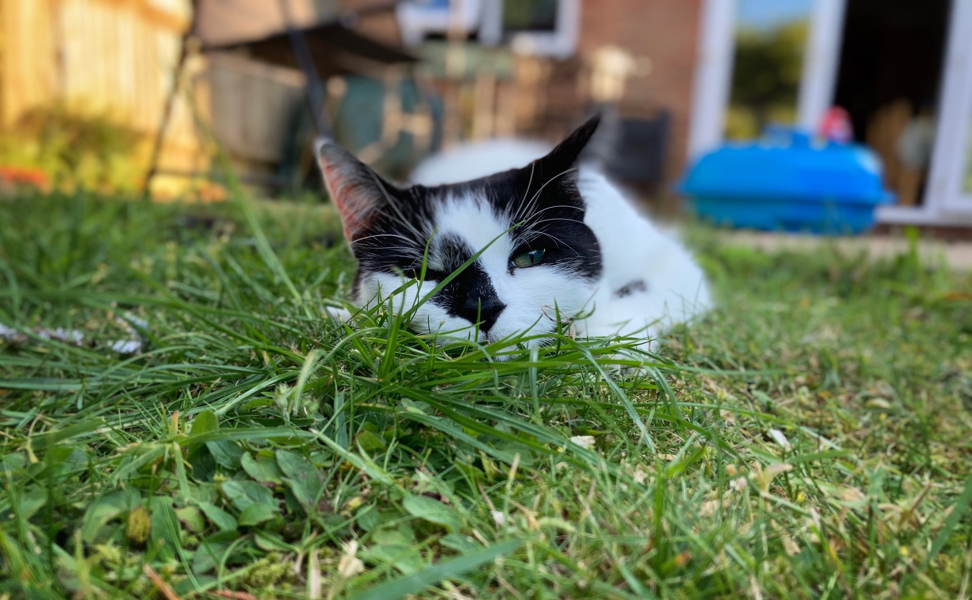 DIGBY IN THE GRASS - 24.06.2020.jpg