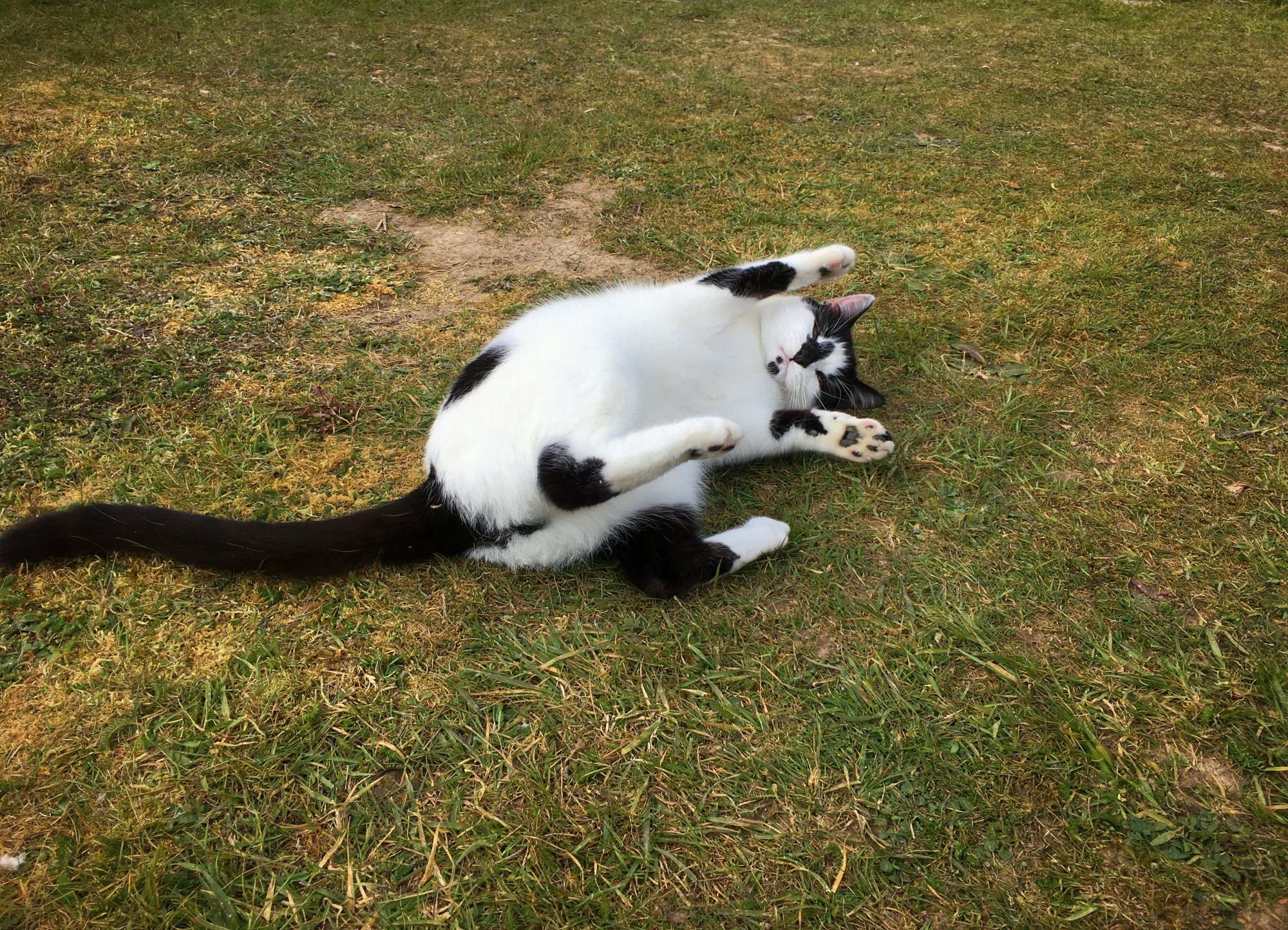 DIGBY ROLLING ON GRASS - 01.04.2020_1.JPG