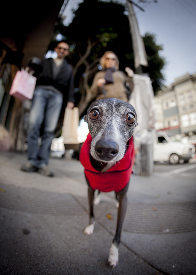 Dog 12-19-09.jpg