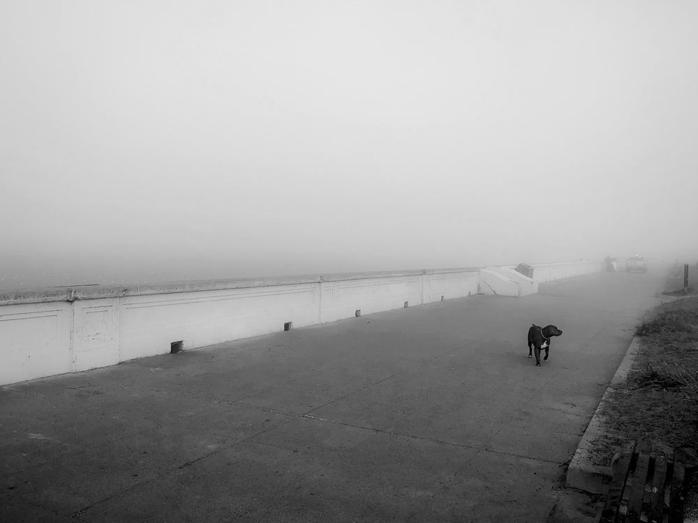 Dog at Ocean Beach BW.jpg