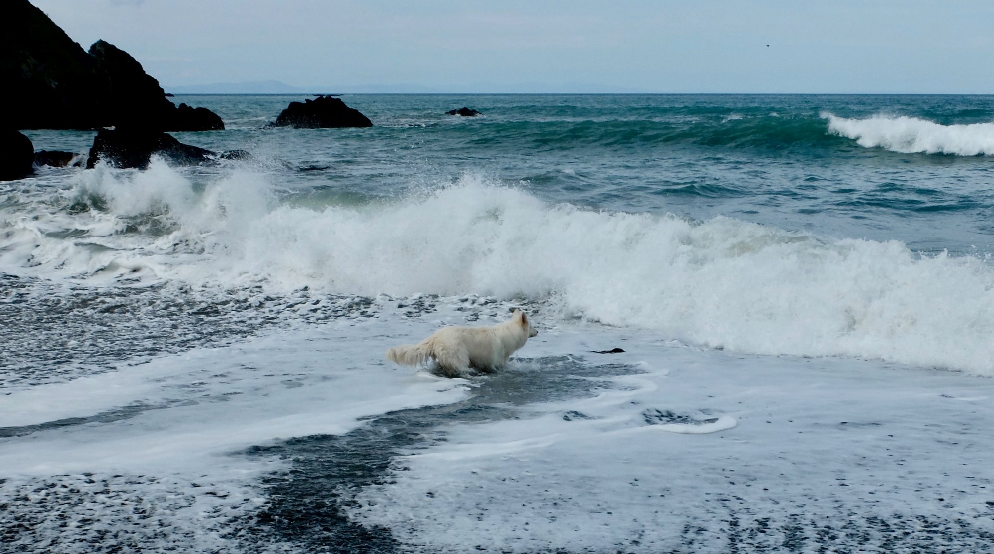 Dog @ Rarangi Beach.jpg