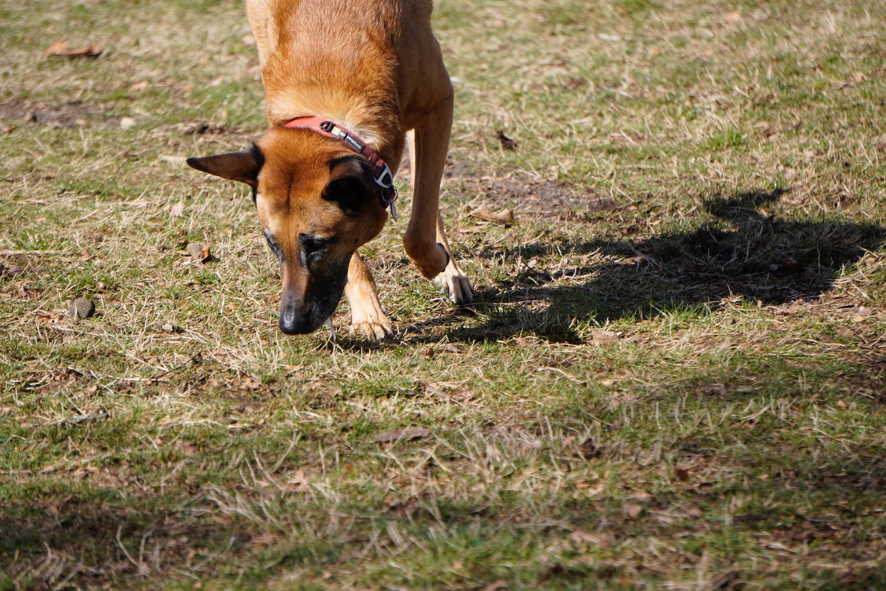 Dog shadow.jpeg