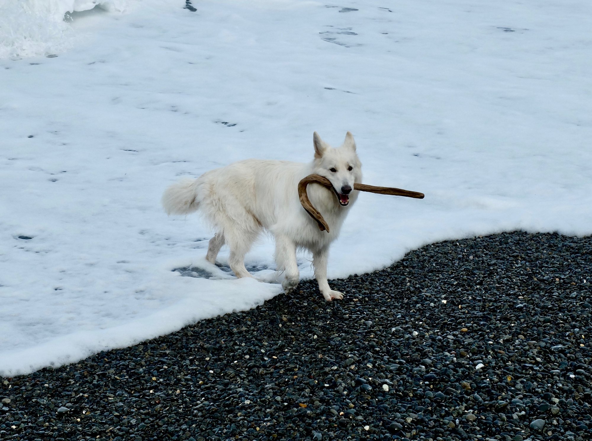 Dog with stick.jpg