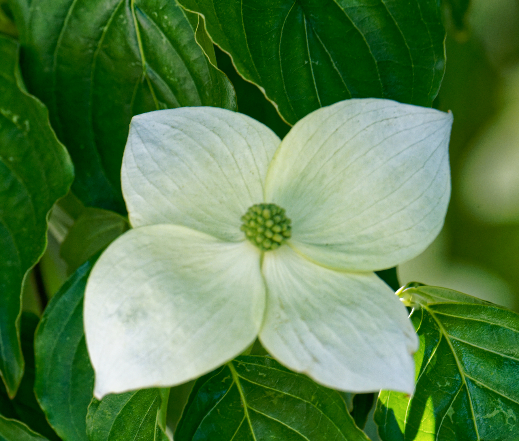 Dogwood Blossom.jpeg