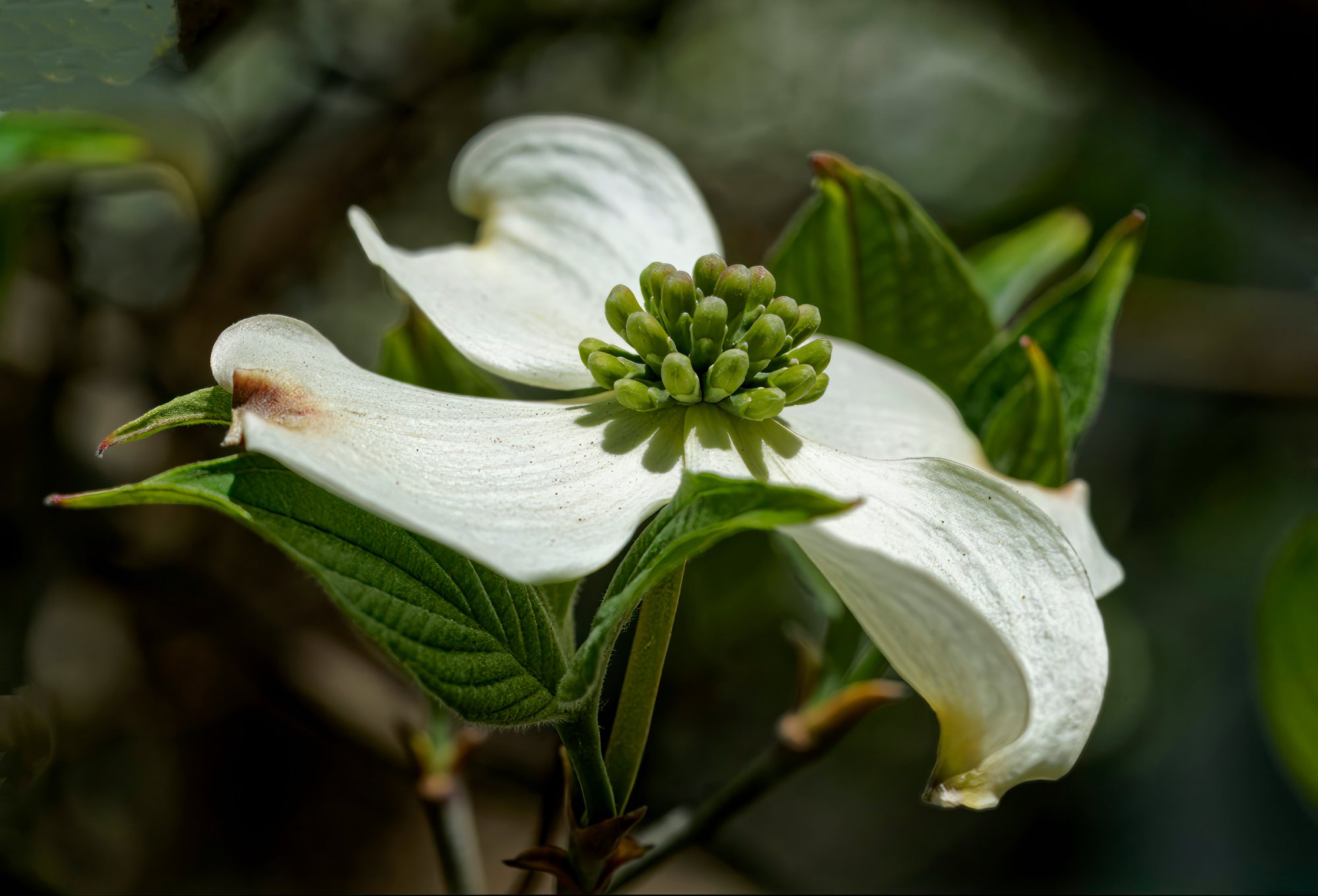 Dogwood Blossom.jpeg