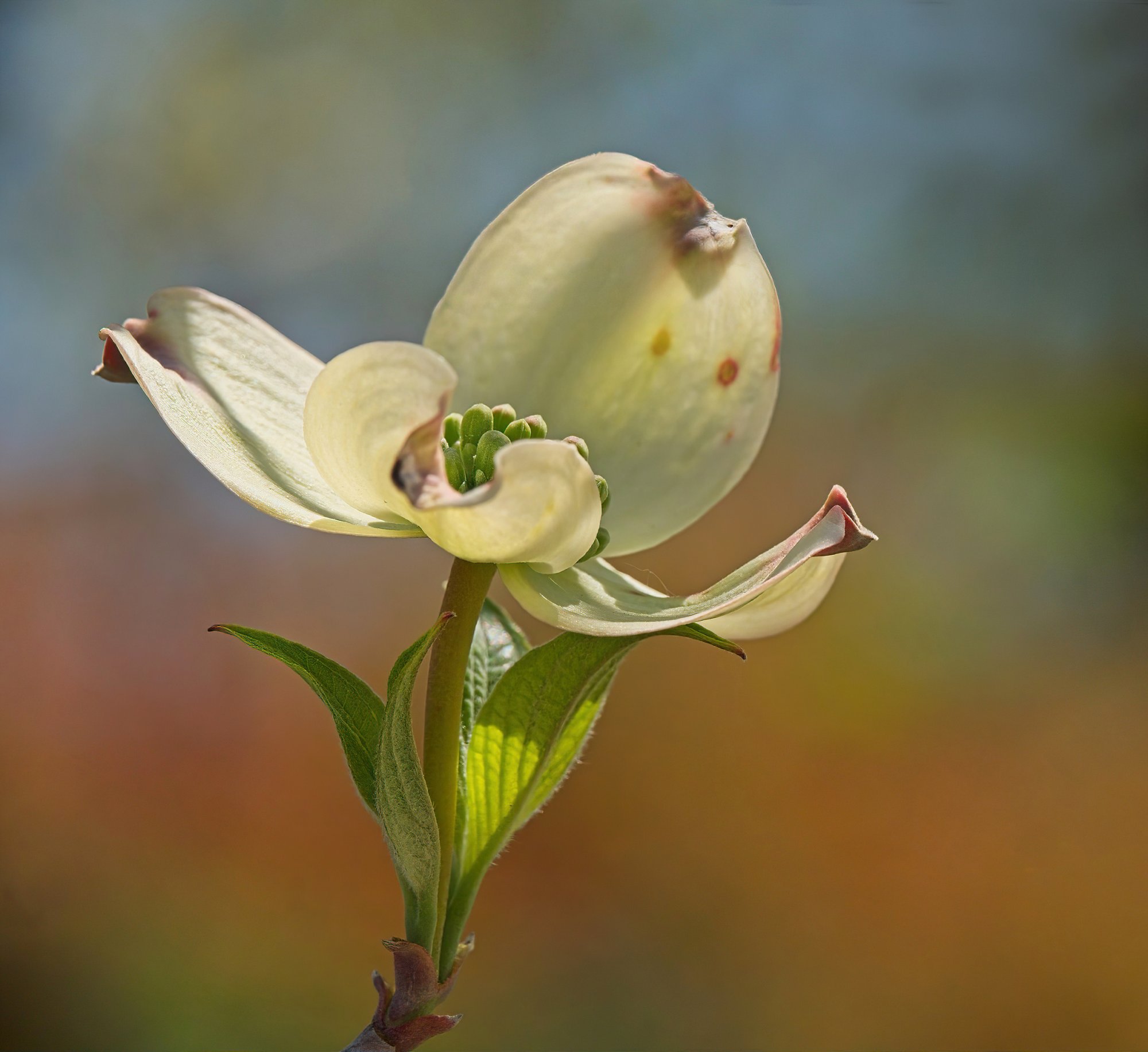 Dogwood Blossom.jpeg