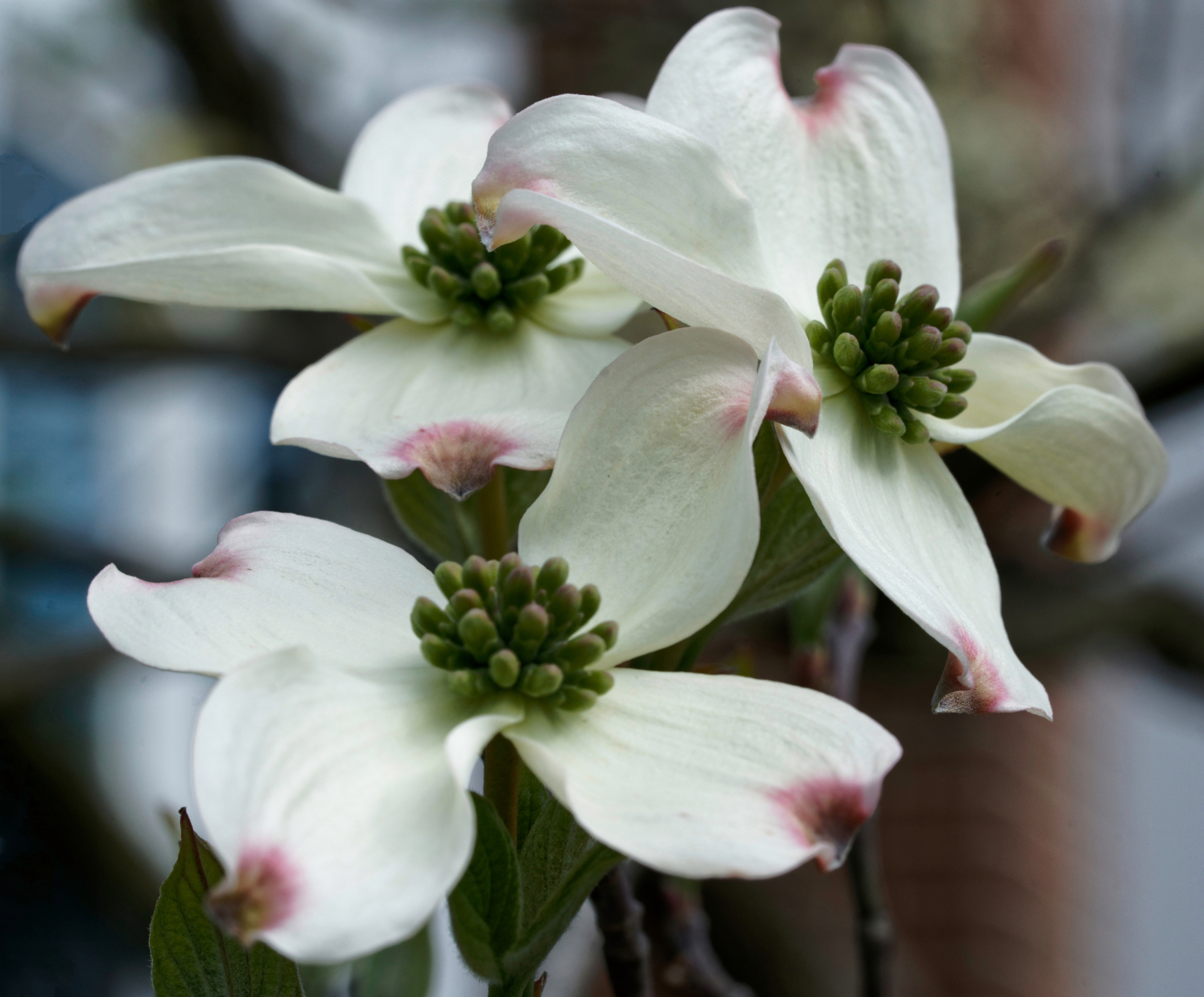 Dogwood Blossoms.jpeg