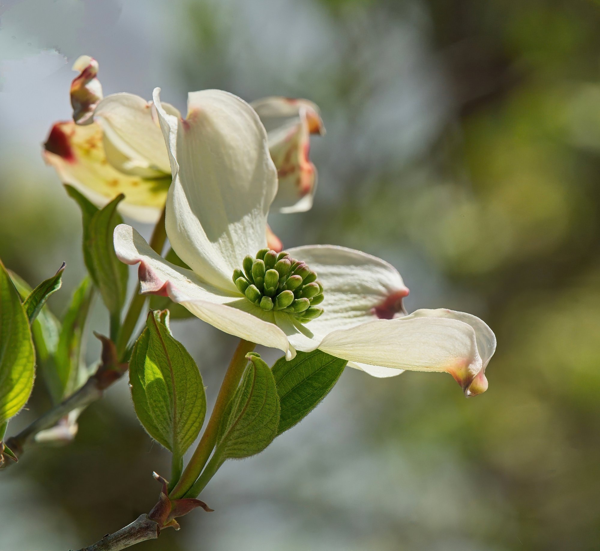 Dogwood in Bloom.jpeg