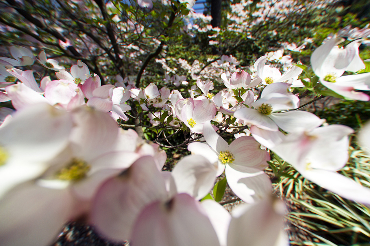 dogwood3dof1280.jpg